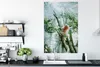 MuchoWow® Poster Zwergseidenäffchen im Baum 80x120 cm - Produktbild-Vorschau 3
