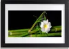 Bild 30x20 MDF-Rahmen Wandkunst Bambus-Blumen-Anlage Produktbild-Vorschau 1