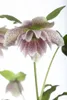 Helleborus x orientalis 'Ballard', Lenzrose, ca. 11x11 cm Produktbild-Vorschau 8