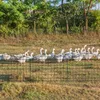 UISEBRT Teichzaun Gartenzaun Oberbogen Steckzaun Gitterzaun Produktbild-Vorschau 8