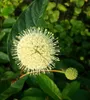 Knopfbusch (Cephalanthus occidentalis) - 40-60cm im 3 Liter Produktbild-Vorschau 1