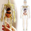 Modello di anatomia umana 3D, scheletro, muscoli e organi Anteprima dell’immagine prodotto 1