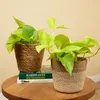 2x Scindapsus Epipremnum Golden Pothos P12 H25 Produktbild-Vorschau 2