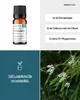 Teebaumöl  (10ml) - naturreines, ätherisches Öl von Produktbild-Vorschau 2