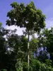 Entawak (Artocarpus anisophyllus) - 1 seme germogliato Anteprima dell’immagine prodotto 3