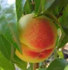 Pfirsichbaum `Suncrest´ , gelbfleischiger Pfirsich, Produktbild-Vorschau 2