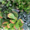 Geldbaum-Set, 3 verschiedene Crassula-Arten im 5,5cm Topf Produktbild-Vorschau 2