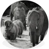 MuchoWow® Rundes Wandbild - Runde Bilder Elefant - Tiere - Produktbild-Vorschau 1