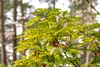 Japanische Aukube Variegata 40-60 cm, im Topf - Aucuba Produktbild-Vorschau 8