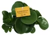 Peperomia 3er Set Náhled obrázku produktu 5