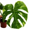 Monstera "Thai-Constellation" - vzorovaný okenný list - Náhľad obrázku produktu 3