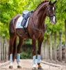 Equestrian Stockholm Dressurgamaschen Ice Blue Mesh Produktbild-Vorschau 6