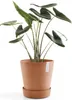 Ecopots Untersetzer mit Rädern 40 für Blumentöpfe - L 34,1 Produktbild-Vorschau 2