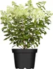 Hydrangea paniculata 'Limelight' -S-, Rispenhortensie, Produktbild-Vorschau 1