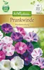 Prunkwinde PrachtMischung  | Windensamen von N.L. Produktbild-Vorschau 1