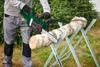 A person is using a cordless chainsaw to cut a log that is supported by a sawhorse. Produktbild-Vorschau