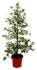 Ficus triangularis variegata – Ficus trojúhelníkový – Náhled obrázku produktu 1