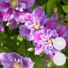 Bloomique - 2er-Set - Clematis Piilu - Großblütige Waldrebe Produktbild-Vorschau 2