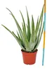 Aloe Vera - ca. 7-8 Jahre alt - 21cm Topf, riesige und sehr Produktbild-Vorschau 4