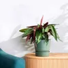 Pflanztopf Greenville Ø 30 x 27,8 cm laubgrün Produktbild-Vorschau 12