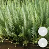 Bloomique - 2er Set - Hippuris Vulgaris - Tannenwedel Produktbild-Vorschau 2