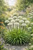 Stauden Gänge 3 x Allium 'Cliffs of Dover' im 1 Liter Topf Produktbild-Vorschau 4