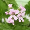 3er Set Duftgeranie - Pelargonia odorata  Hybr. Produktbild-Vorschau 3