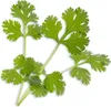 Véritable 3760262511030, Essbare Pflanze, Koriander, Produktbild-Vorschau 2