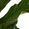 Bloomique - Ficus Lyrata - Roślina lirolistna - Rośliny Podgląd zdjęcia produktu 4