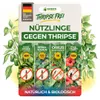 Thripse-Frei Bundle – Raubmilben, Orius & Nematoden Produktbild-Vorschau 1
