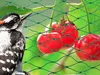A bird is looking at cherries behind a green net. Produktbild-Vorschau