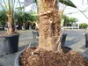 Trachycarpus fortunei 130 - 150 cm Palme Hanfpalme, Produktbild-Vorschau 2