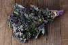 SAFLAX - Bio - Kale - Red Krauser - 50 Nasiona - Brassica Podgląd zdjęcia produktu 5