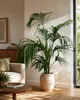 XXL Kentia Palme bis 220 cm – Howea forsteriana Produktbild-Vorschau 3
