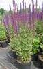 Garten Salbei Caradonna - Salvia nemorosa Produktbild-Vorschau 2