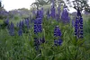LanDixx Blaue Lupine Saatgut 5 kg Samen Saat Gründüngung Produktbild-Vorschau 2