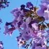 2 x Paulownia "Nordmax 21" Blauglockenbaum im 15 cm Topf Produktbild-Vorschau 2