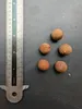 Palma di açaí (Euterpe oleracea)  - 2 semi Anteprima dell’immagine prodotto 6