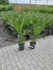 Two potted palm trees are displayed on a paved walkway in front of a greenhouse. Voir les images du produit