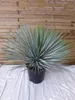 [Palmenlager] XL Yucca rostrata 80 cm - Kugelkopf im großen Produktbild-Vorschau 1