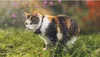 Tractive Mini Gps-localisateur Transparent Transparent One Voir les images du produit 5