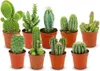 Lot de mini cactus - 9 pièces - Ø 5,5 cm - Hauteur : 5-10 Voir les images du produit 1