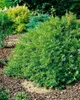 Ligustrum vulgare, Gewöhnlicher Liguster, 125–150 cm Produktbild-Vorschau 11
