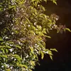 A close-up view of a plant with green leaves and small, dark berries. Produktbild-Vorschau