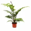 Fougère arborescente australienne Cyathea Australis, 80-100 Voir les images du produit 4