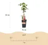 Green boutiQ - Fruitplant - Rubus log. Tayberry - Braamboos Voir les images du produit 3
