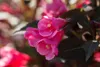 Weigelie Victoria 40-60 cm, im Topf - Weigela florida Produktbild-Vorschau 8