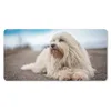 MuchoWow® Mauspad Mousepad Kleiner weißer Malteser liegt Produktbild-Vorschau 1