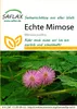 Artikelbild 1 von 'Echte Mimose' aus der Kategorie Exotische Samen Náhled obrázku produktu