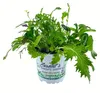 Enseleits 2er Set ASIA-SALAT MILD-SCHARFER, BRASSICA RAPA, Produktbild-Vorschau 2